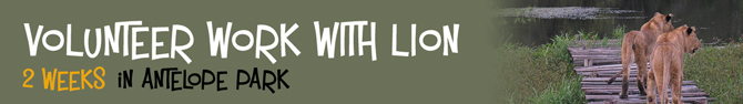 2 weeks, Antelope Park, Zimbabwe, Lion work 14 days  - 