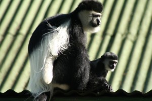 B&W Colobus