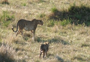 Cheetah & cub