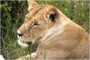 Lioness