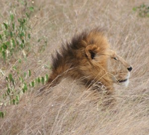 lionb