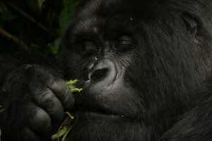 Gorilla 2