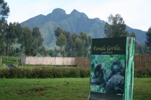 Gorilla 3