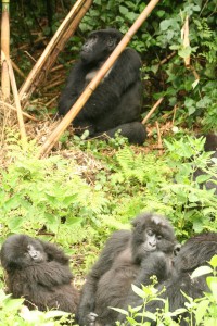 gorilla