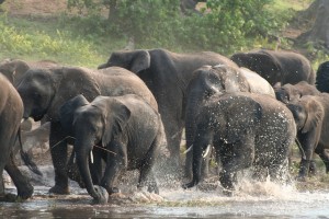 Denis elephant
