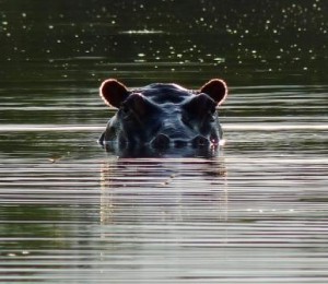 hippo