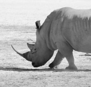 rhino