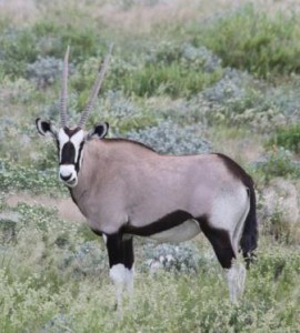 Gemsbok