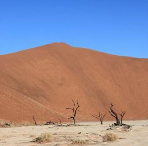 Namibia forest