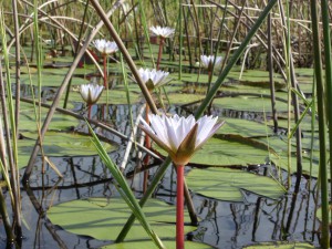 Water lilies in the Okavango Delta  Beautiful waterlilies at the Okavango Delta