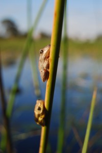 Reed frogs landing in our boat Great seeing the reed frogs land in our boat