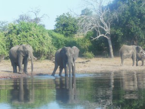 Chobe Boat Cruise Day 1 Our boat cruise - Chobe - with Absolute Africa.