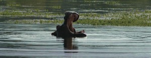 Hippo in the delta Delta full of hippo