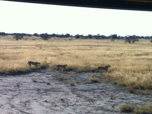 Cheetah in Etosha Etosha watching the Cheetah