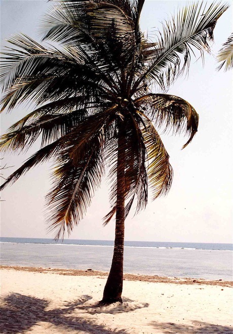 Stay on the Kenyan Coast for 4 days