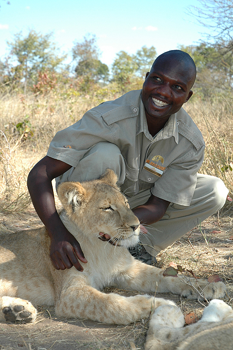 Getting close to the lions Getting close to the lions
