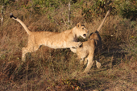 Two lions play fighting  Two lions play fighting