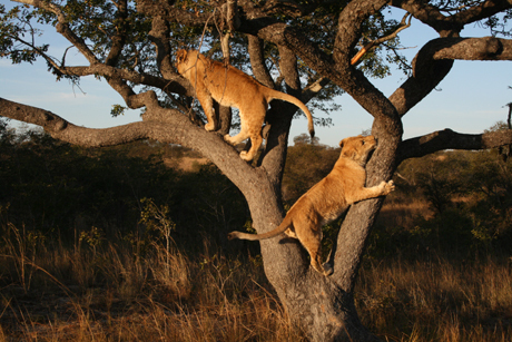 Lions climbing in the tree Lions climbing in the tree