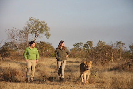 2 weeks, Livingstone, Zambia, Lion work 2 weeks, Livingstone, Zambia, Lion work
