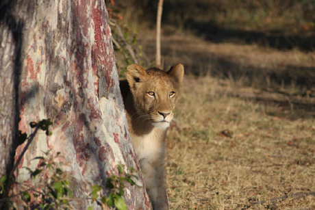 Lion sitting under the tree Lion sitting under the tree