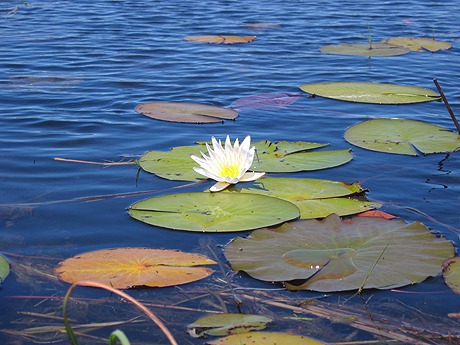 Big lilly pads in the lake 