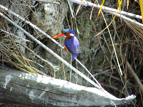 A bird on a log waiting to catch a fish
