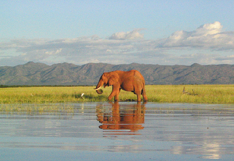 Elephant having a drink in the lake