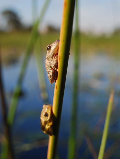 Small frogs on a stalk in the lake