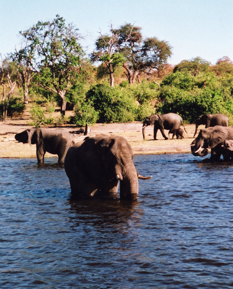 Hurd of elephants in the on the Botswana Safari