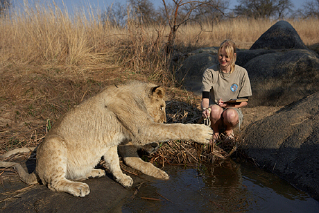 Lion getting close to woman  Lion getting close to woman