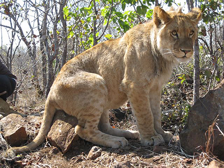 Lions in Victoria Falls Lions in Victoria Falls