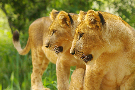 Visit lion cubs on the two week tour Visit lion cubs on the two week tour