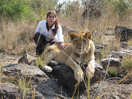 Lion work in Victoria Falls Lion work in Victoria Falls