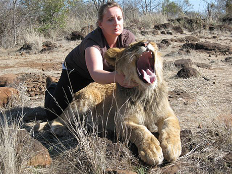 Stroking a lion on 2 weeks tour  Stroking a lion on 2 weeks tour