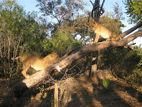 Lions climbing in the trees Lions climbing in the trees
