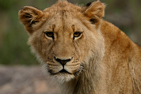 Close up to a lion  Close up to a lion