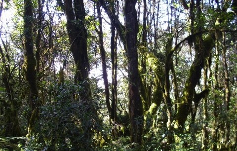 Going through the deep forest in the 6 day Rongai Route