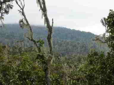 Forest trek on the 7 day Machame Route