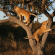 Lions climbing in the tree