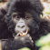Mountain gorilla trek in Bwindi Impenetrable Forest