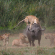 Lions arranging their dinner 