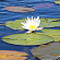 Big lilly pads in the lake 