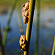 Small frogs on a stalk in the lake