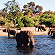 Hurd of elephants in the on the Botswana Safari