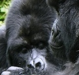Gorilla Trekking - often a highlight of the trip for many