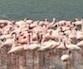 Flamingos Nakuru National Parki