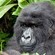 Bwindi Impenetrable Forest (Uganda)