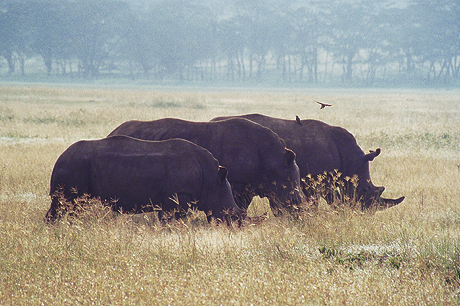 Rhinos at the Serengeti National Park