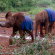 Elephant Sheldricks on the Nairobi Day Trips