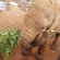 Elephant eating leaves for breakfast 